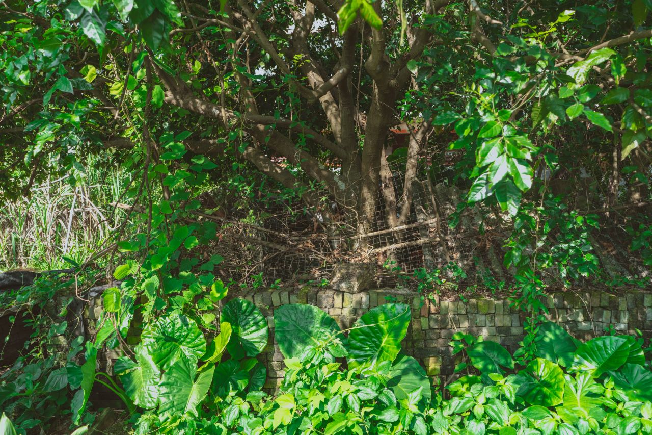 久违的大岭村 久违的大岭村
