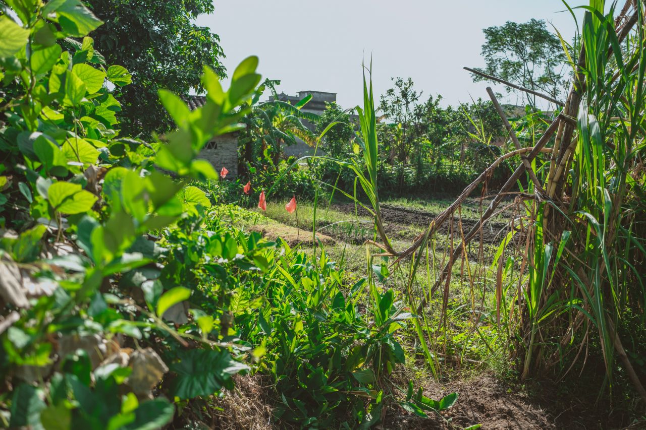 久违的大岭村 久违的大岭村