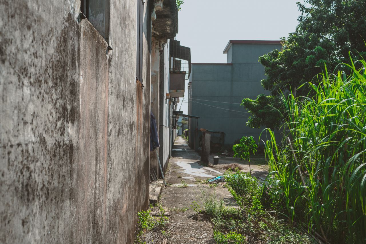久违的大岭村 久违的大岭村