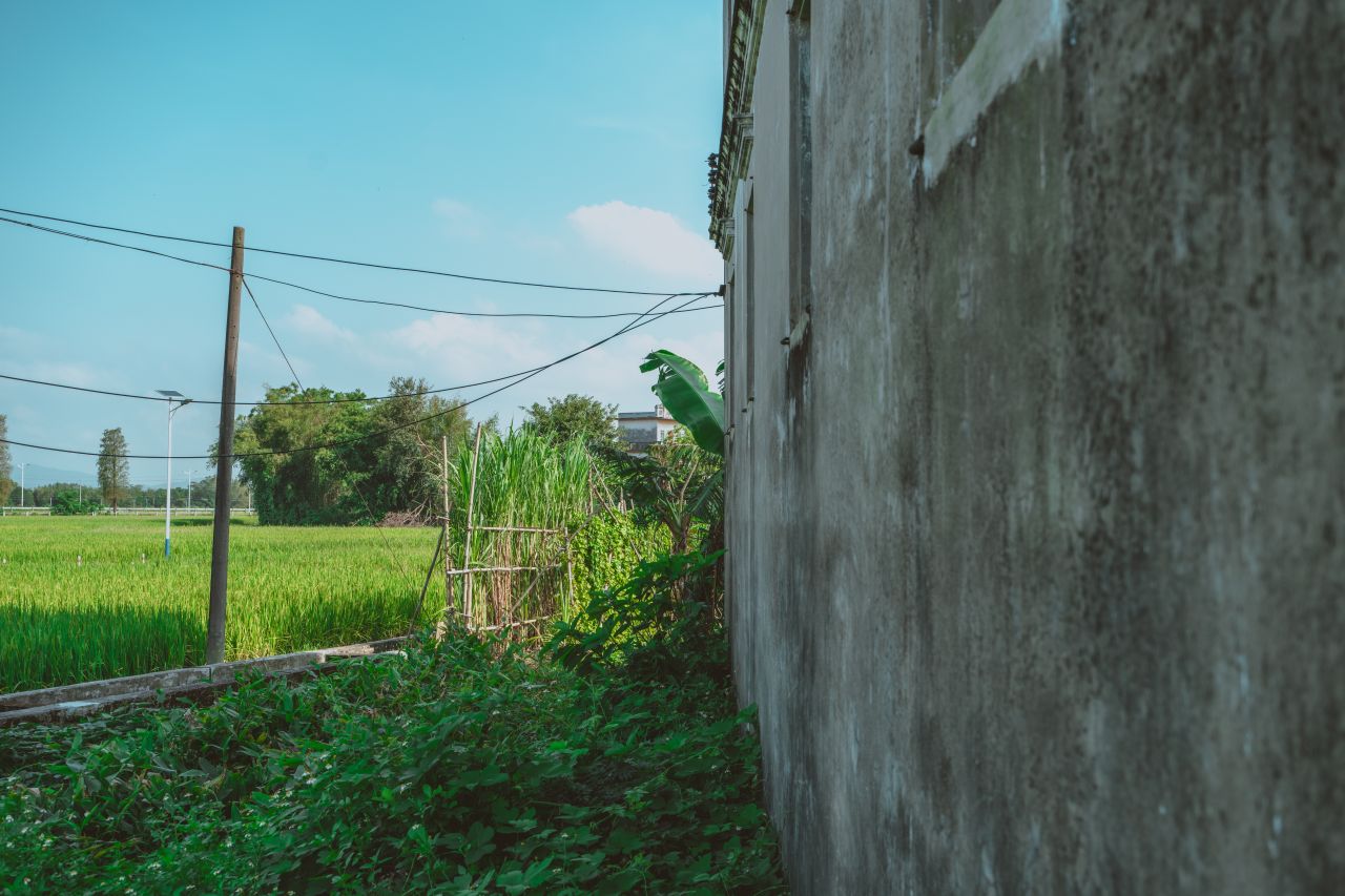 久违的大岭村 久违的大岭村
