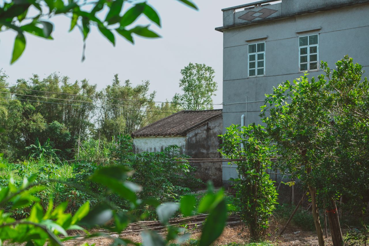 久违的大岭村 久违的大岭村