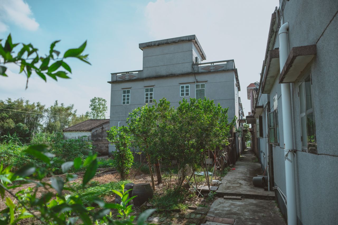 久违的大岭村 久违的大岭村