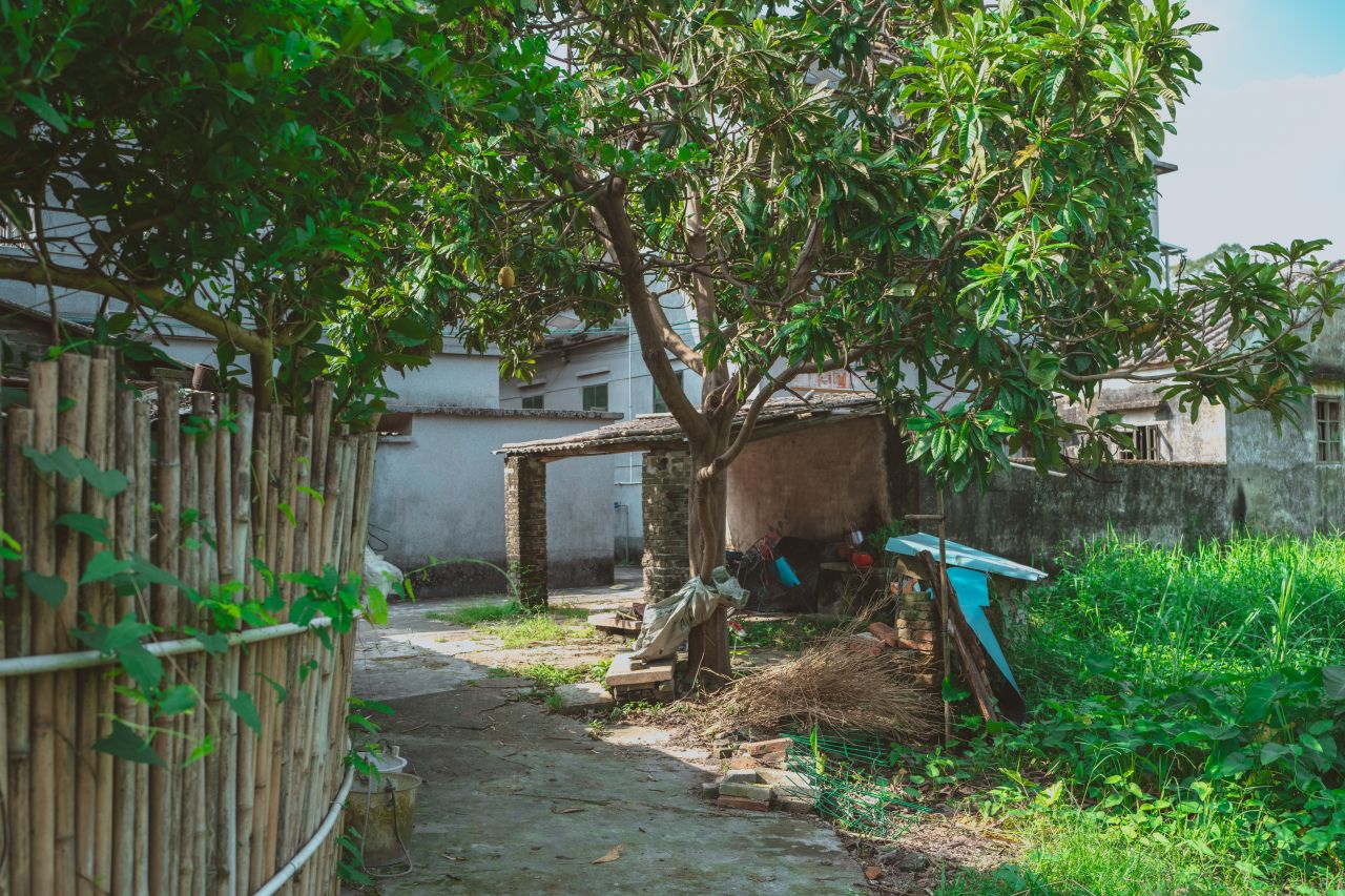 久违的大岭村 久违的大岭村