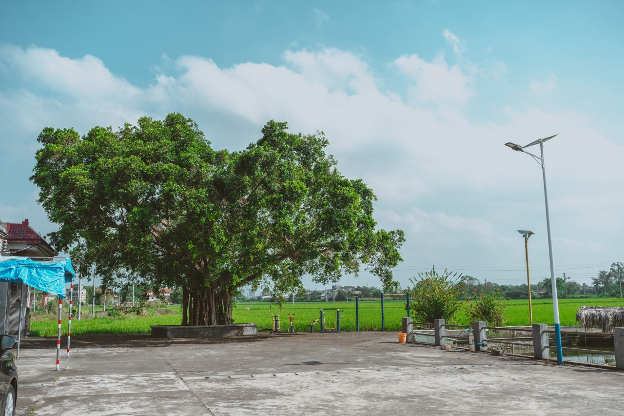久违的大岭村 久违的大岭村