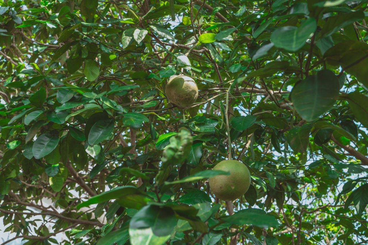 久违的大岭村 久违的大岭村