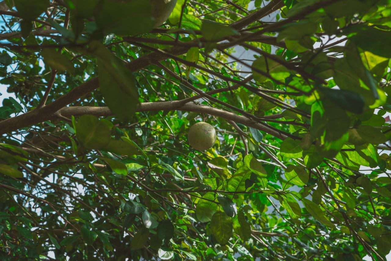久违的大岭村 久违的大岭村