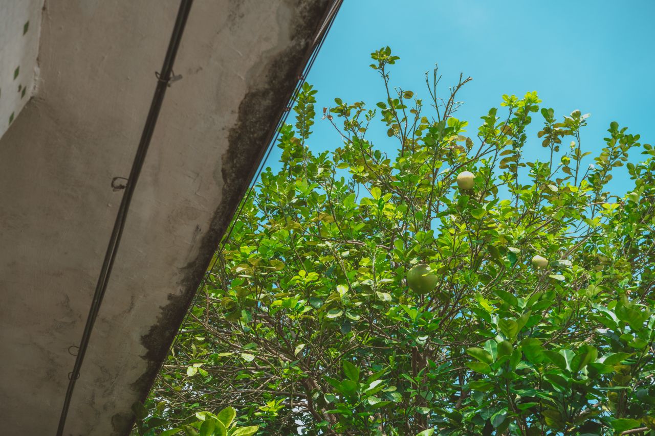 久违的大岭村 久违的大岭村