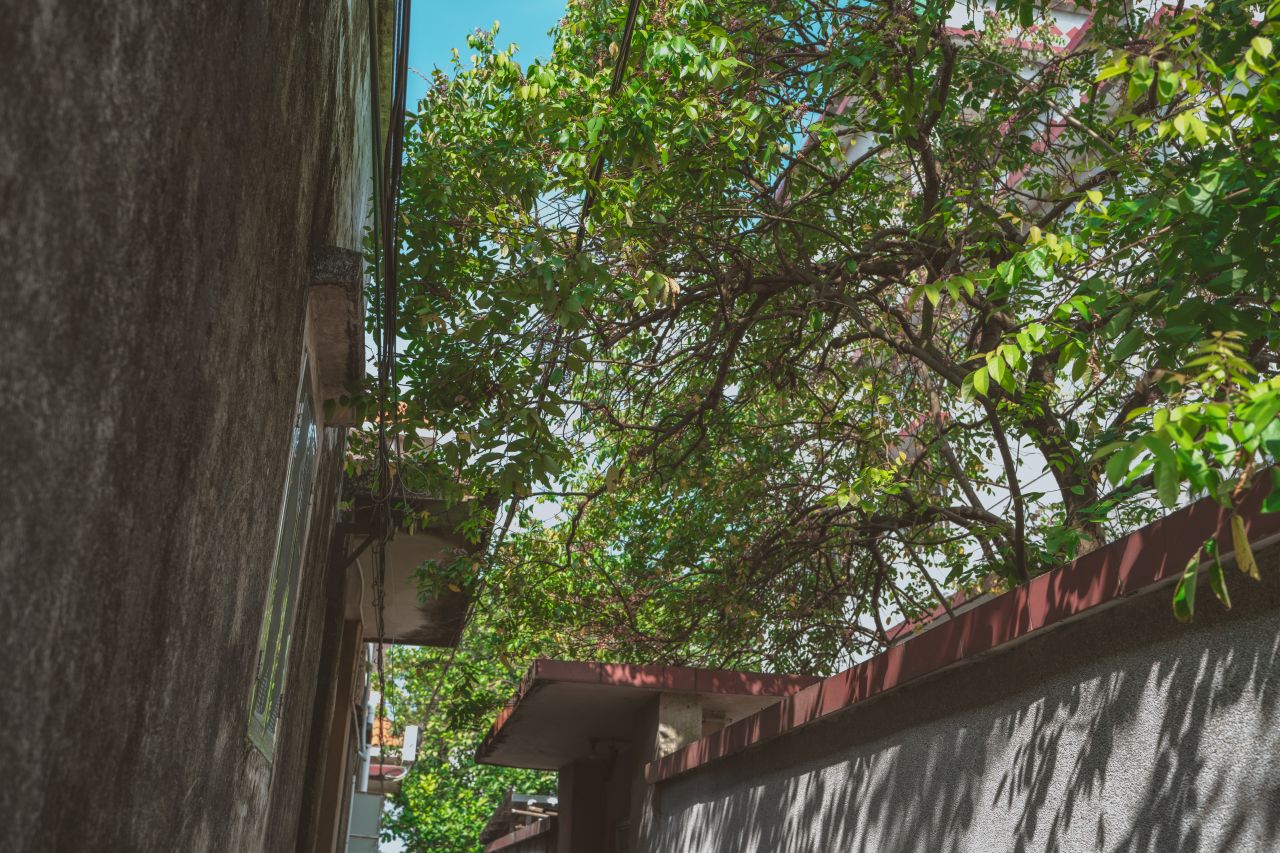 久违的大岭村 久违的大岭村