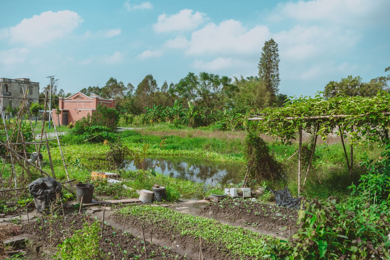 久违的大岭村 久违的大岭村