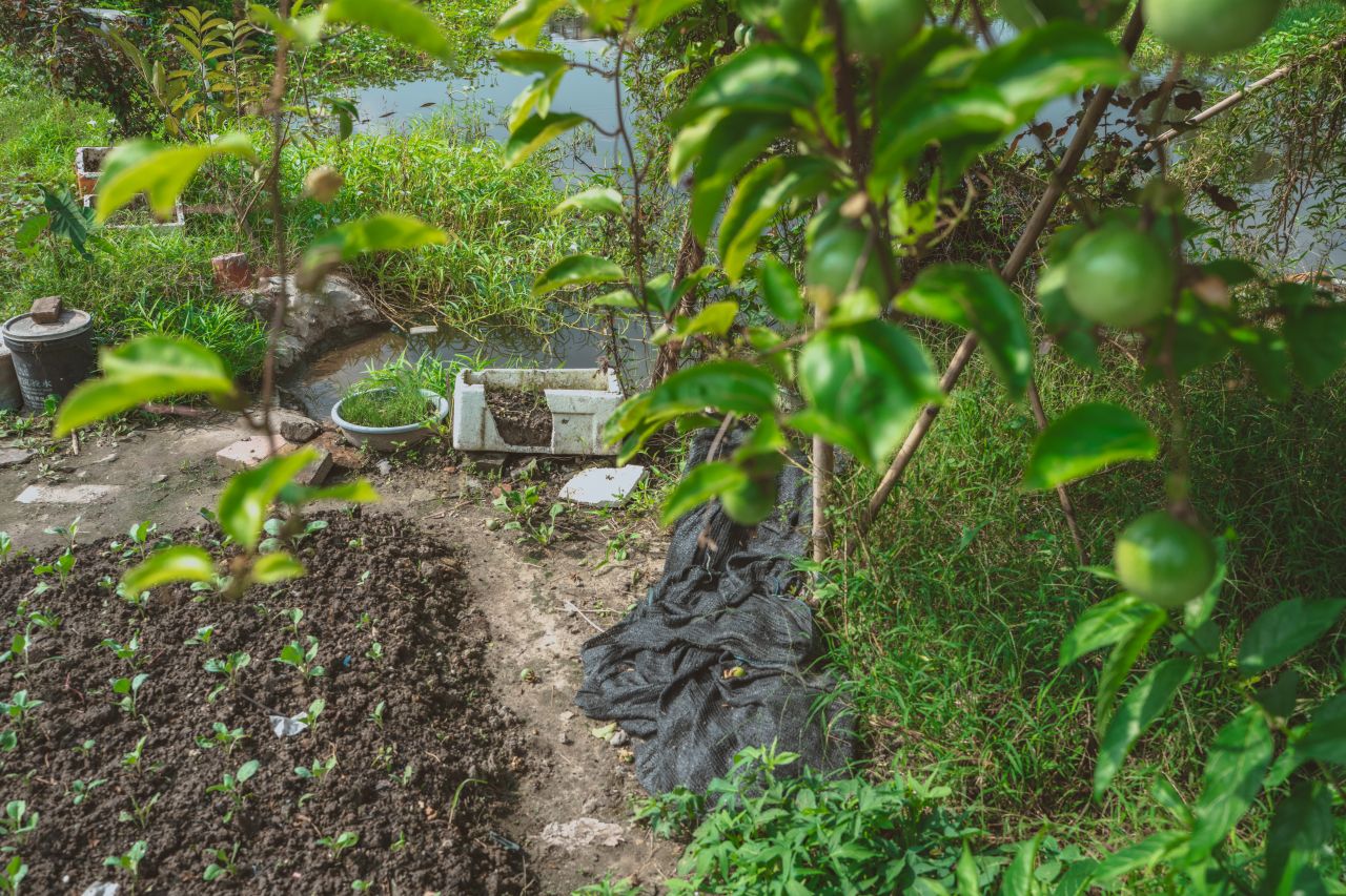 久违的大岭村 久违的大岭村