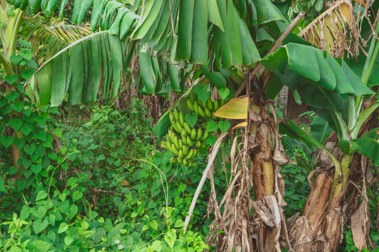 难以忘怀的黄屋村 难以忘怀的黄屋村
