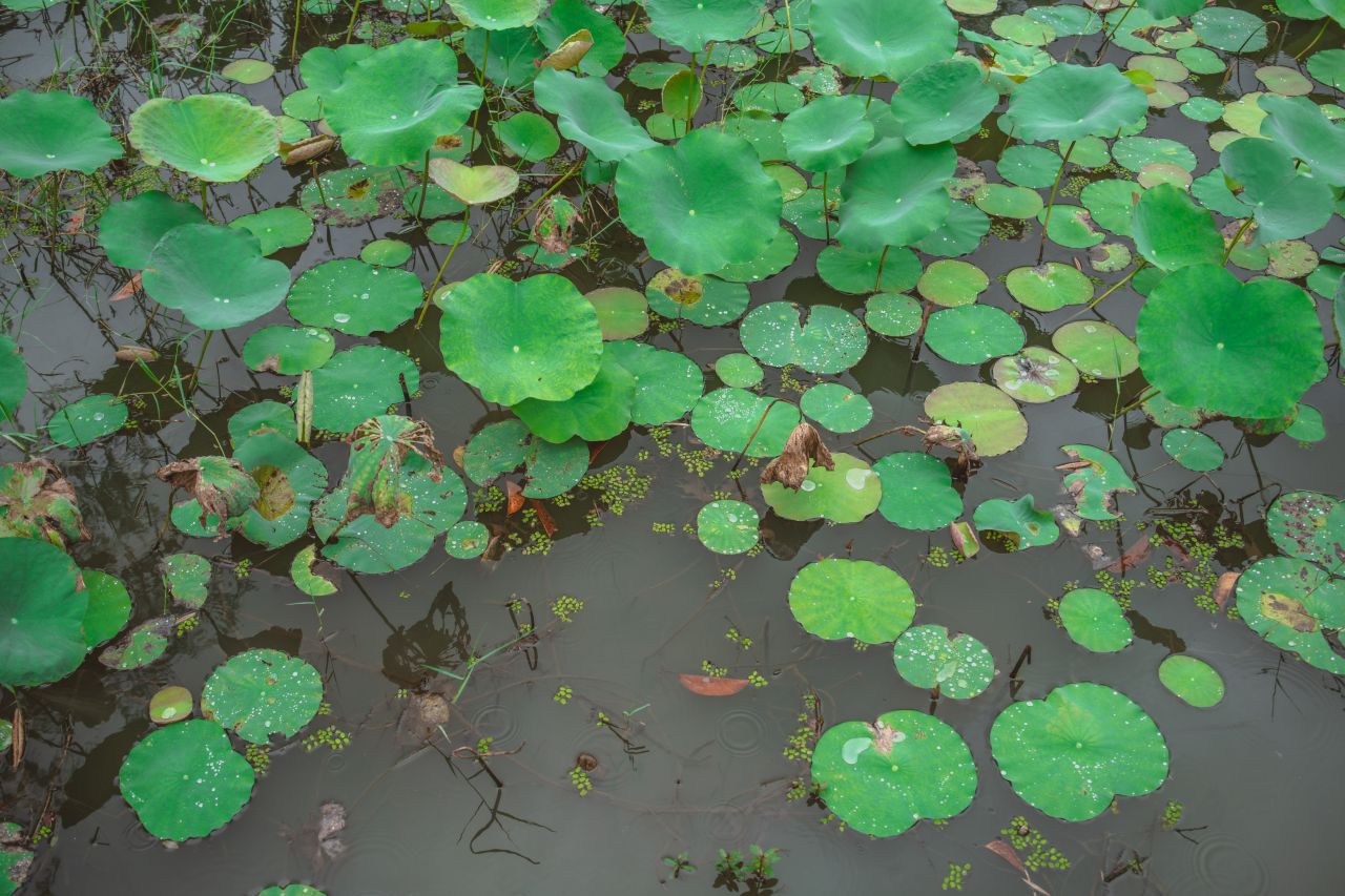 不期而遇不慎的小雨滴 不期而遇不慎的小雨滴