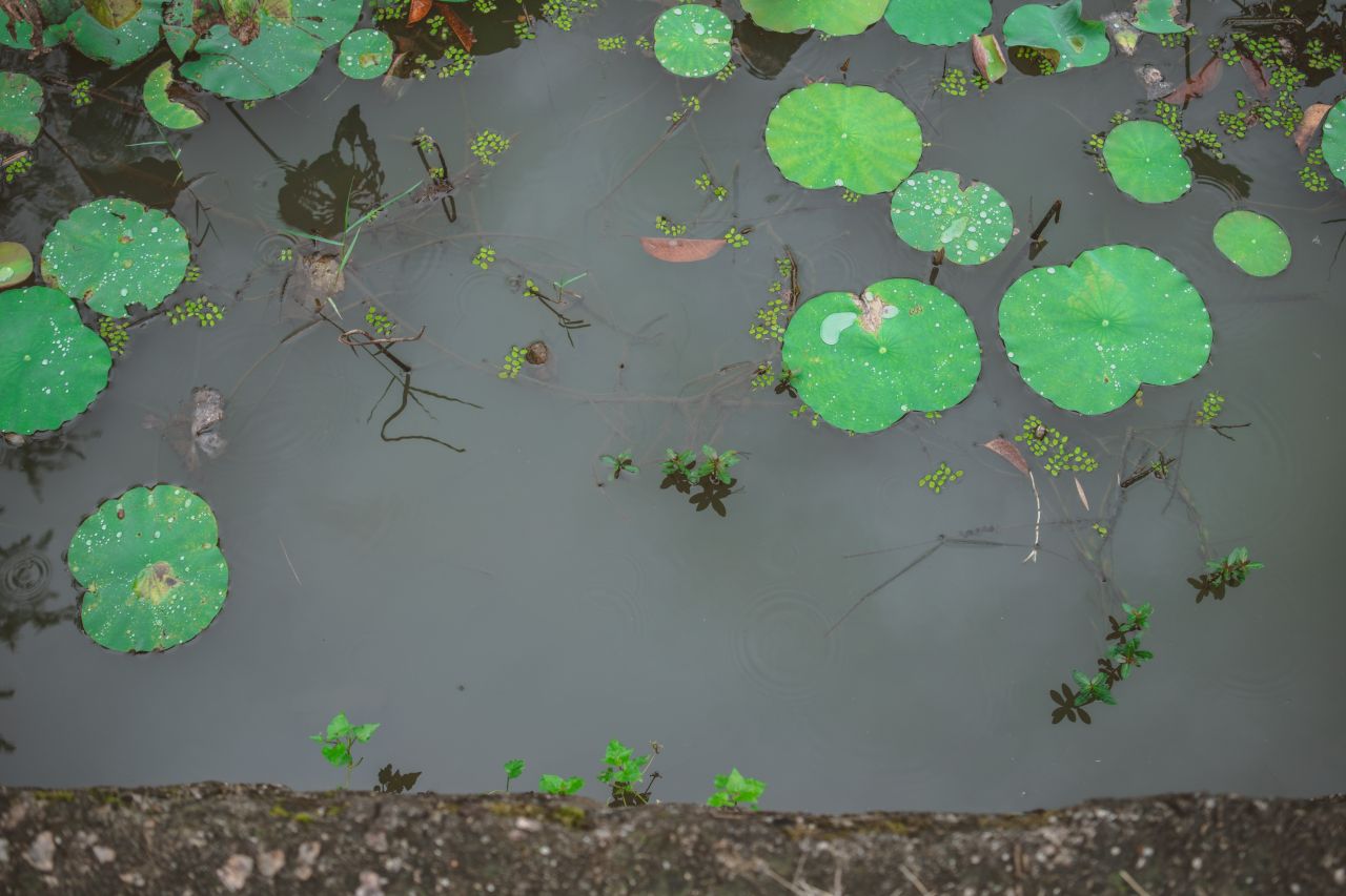 不期而遇不慎的小雨滴 不期而遇不慎的小雨滴