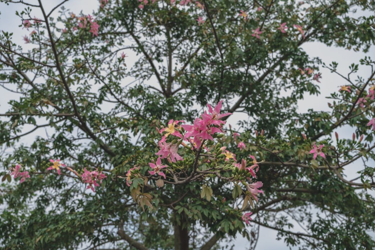 三埠大桥的沿岸风光 三埠大桥的沿岸风光