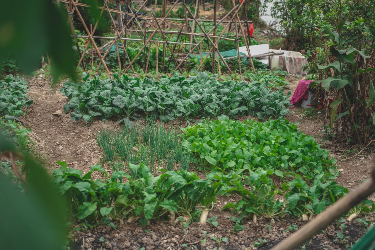 赤坎，欢迎您 赤坎，欢迎您