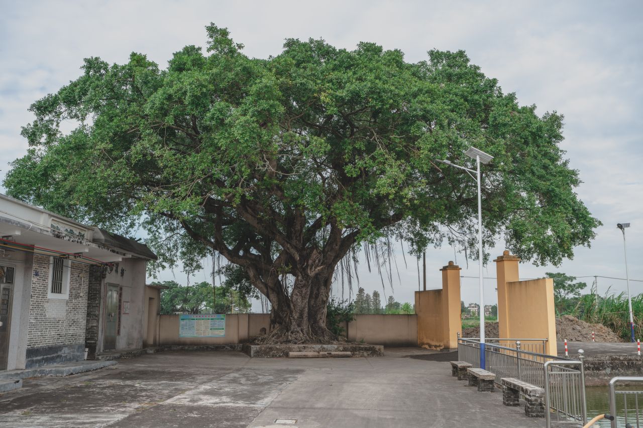 赤坎，欢迎您 赤坎，欢迎您