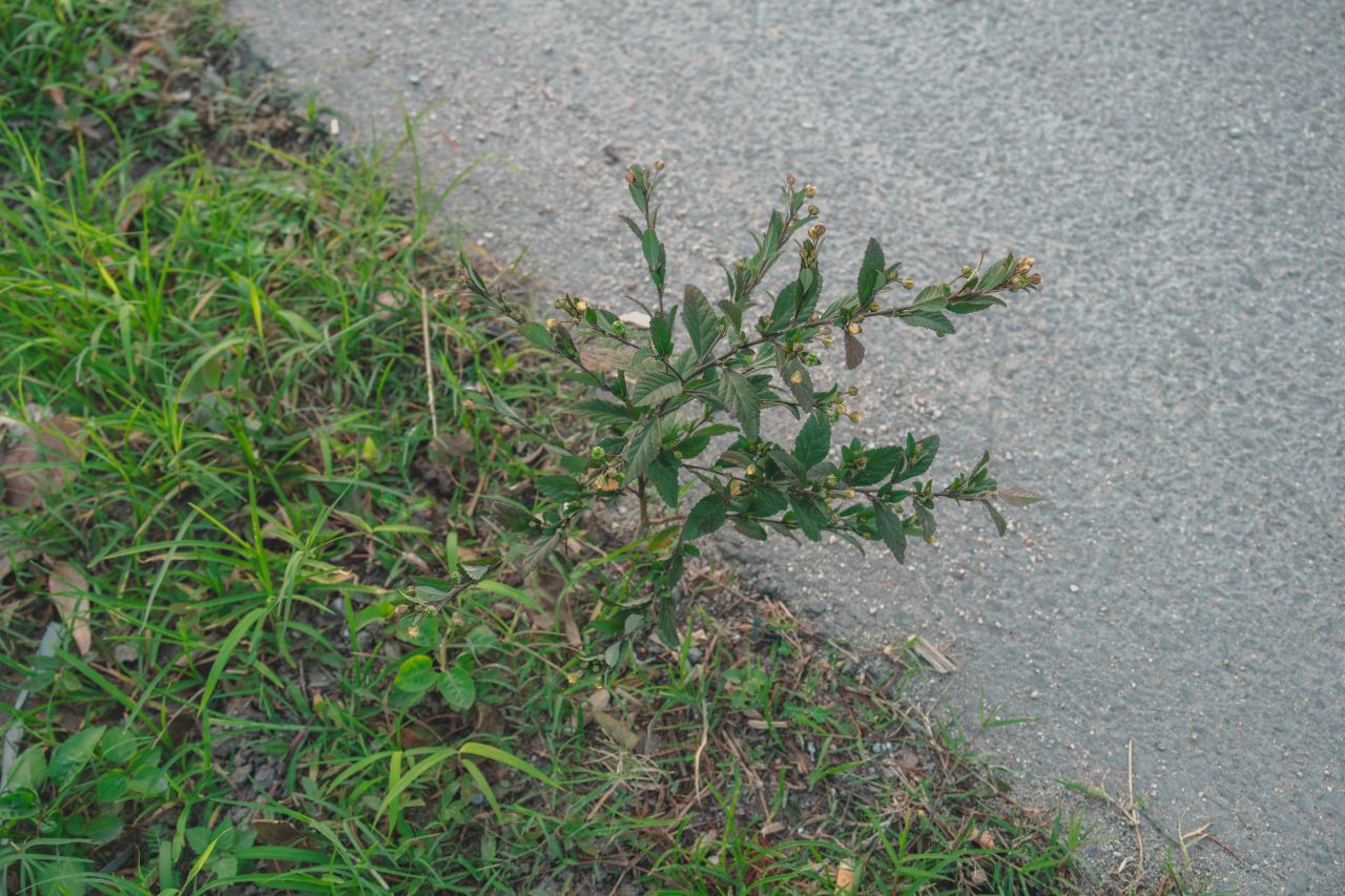 突如其来的楼冈七中 突如其来的楼冈七中